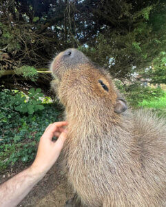 A Capybara enjoys a chin tickle in its natural enclosure at Tropical Birdland, Desford, Leicestershire.