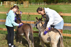Two girls are being taught how to groom miniature Mediterranean donkeys at Tropical Birland, Desford, Leicestershire.