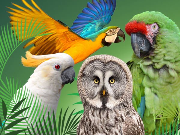 Tropical Birds, Colourful Parrots, Owls.
